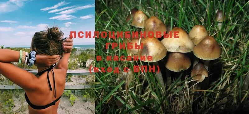 Псилоцибиновые грибы MAGIC MUSHROOMS  Новопавловск 